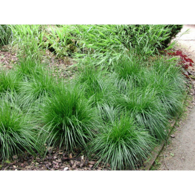 Deschampsia cespitosa