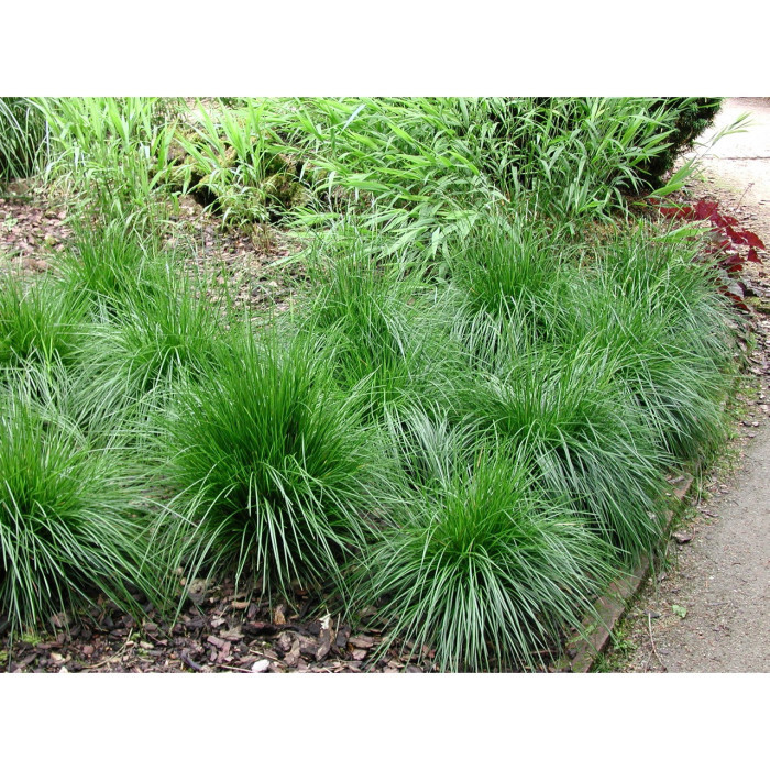 Deschampsia cespitosa