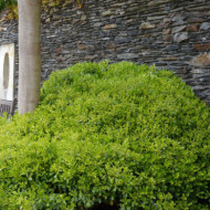Pittosporum tobira