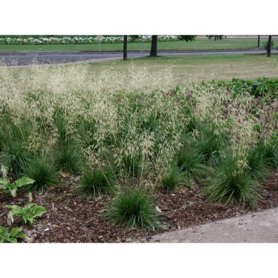 Deschampsia cespitosa