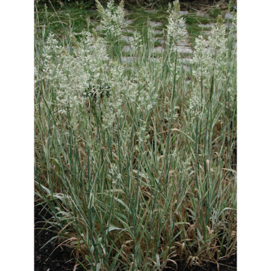 Holcus mollis 'Albovariegatus'