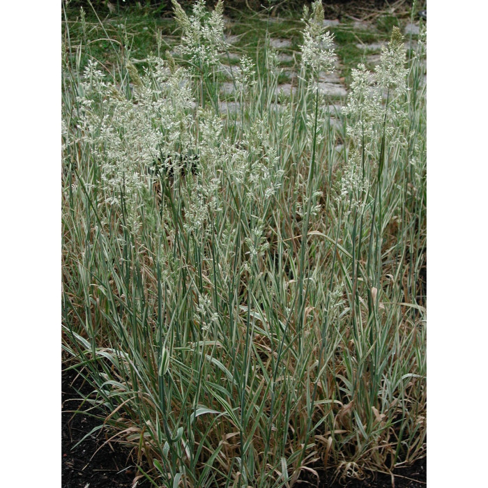 Holcus mollis 'Albovariegatus'