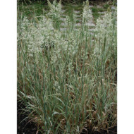 Holcus mollis 'Albovariegatus'
