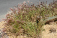 Hordeum jubatum