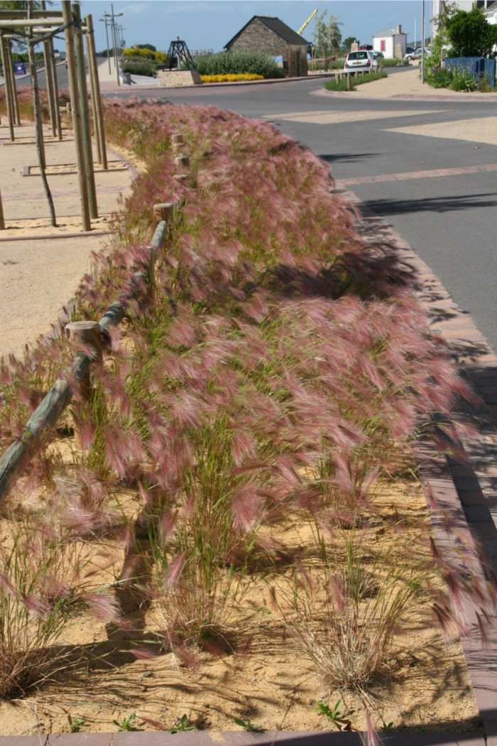 Hordeum jubatum