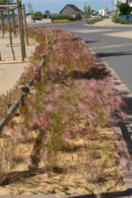 Hordeum jubatum