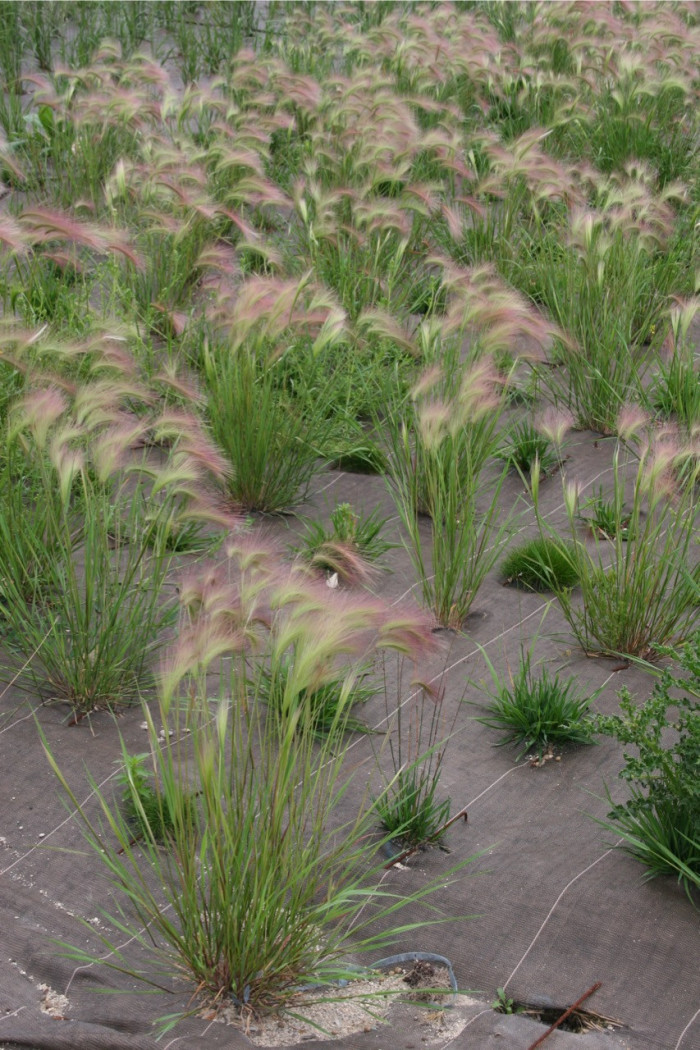 Hordeum jubatum