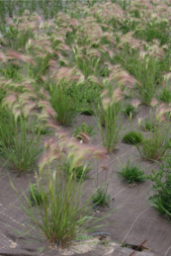 Hordeum jubatum