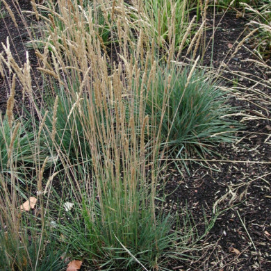Koeleria glauca