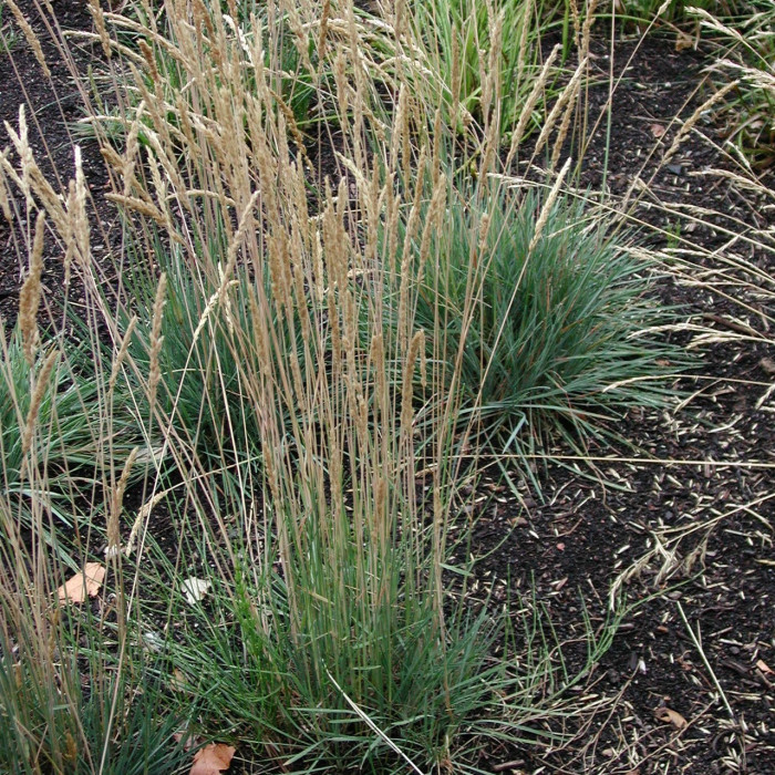 Koeleria glauca