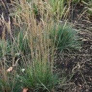 Koeleria glauca