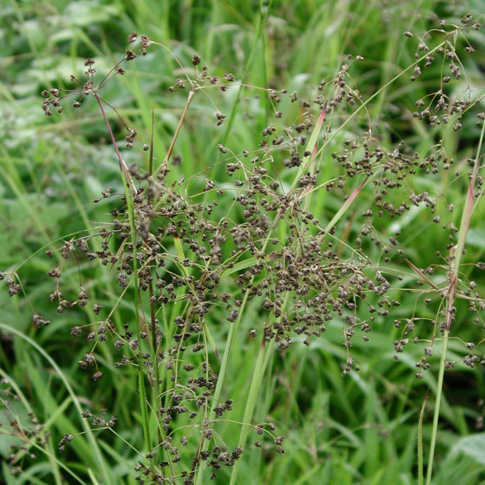 Luzula sylvatica