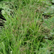 Luzula sylvatica
