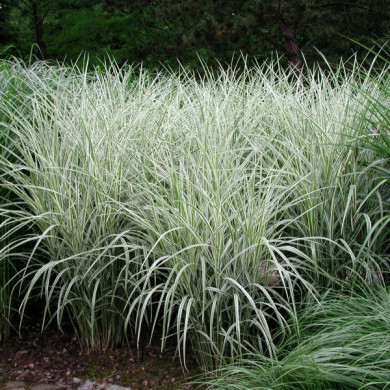 Miscanthus sinensis 'Variegatus'