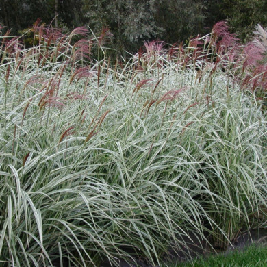 Miscanthus sinensis 'Variegatus'