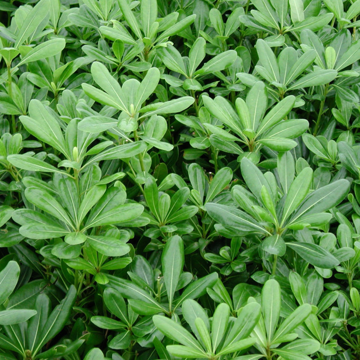 Pittosporum tobira