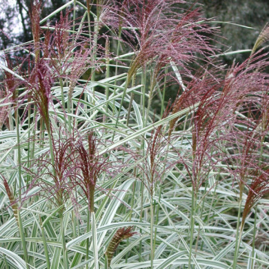Miscanthus sinensis 'Variegatus'