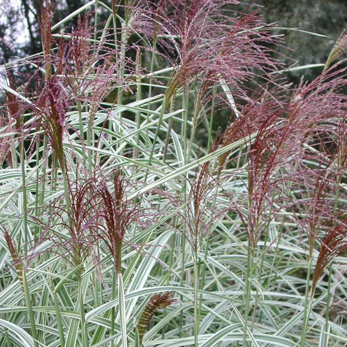 Miscanthus sinensis 'Variegatus'