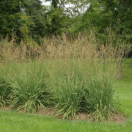 Molinia arundinacea