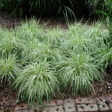 Molinia caerulea 'Variegata'