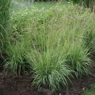 Molinia caerulea 'Variegata'