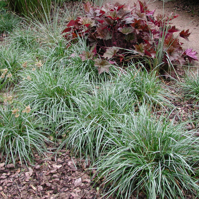Sesleria caerulea