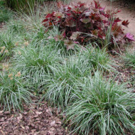 Sesleria caerulea