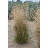 Calamagrostis brachytricha