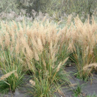 Calamagrostis brachytricha