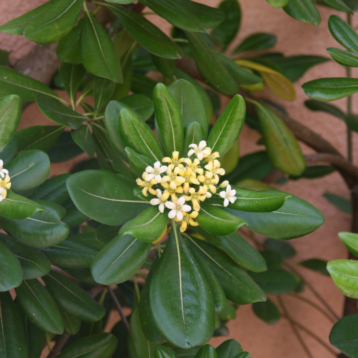 Pittosporum tobira