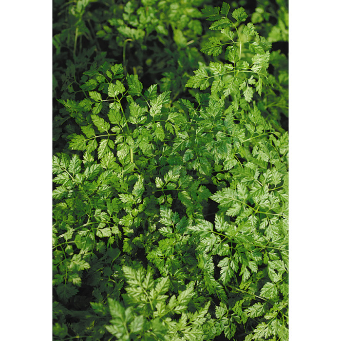 Anthriscus cerefolium