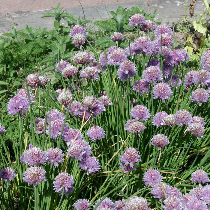 Allium schoenoprasum