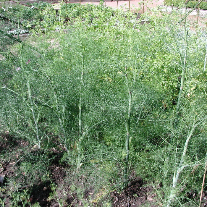 Foeniculum vulgare