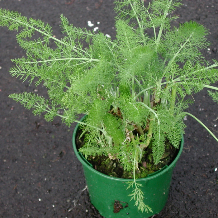 Foeniculum vulgare