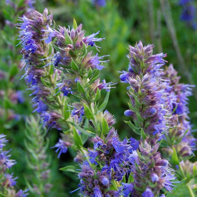 Hyssopus officinalis