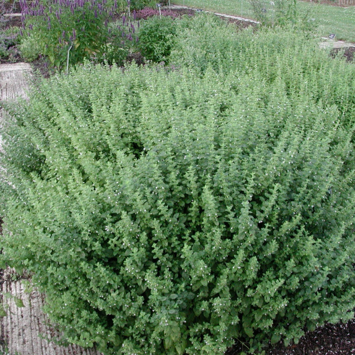 Melissa officinalis