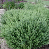Melissa officinalis