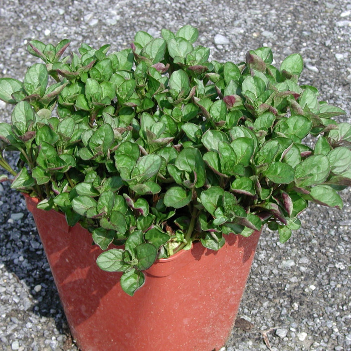 Mentha x piperita