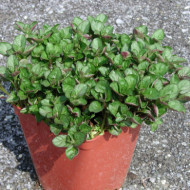 Mentha x piperita