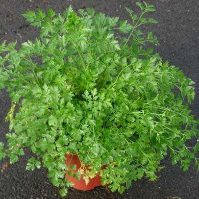 Petroselinum sativum