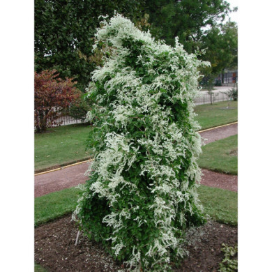 Fallopia baldschuanica