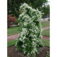 Fallopia baldschuanica