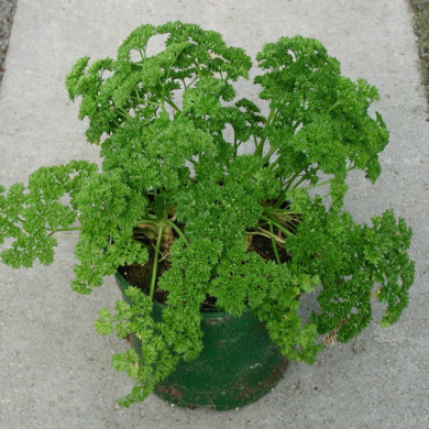 Petroselinum crispus