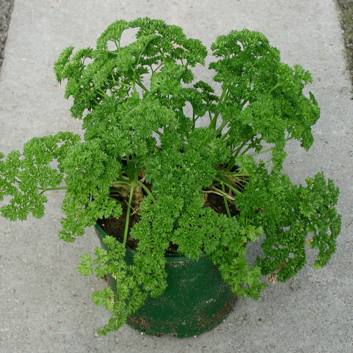 Petroselinum crispus
