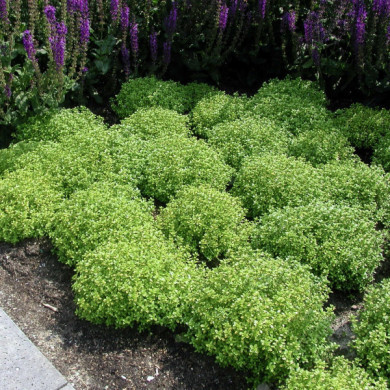 Thymus x citriodorus