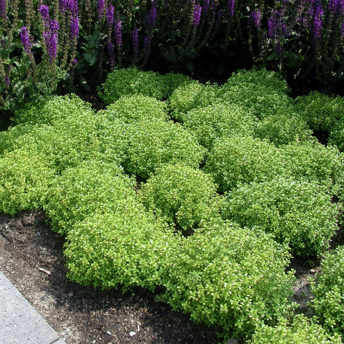 Thymus x citriodorus