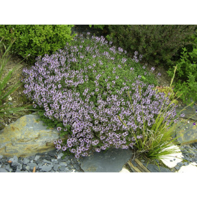 Thymus vulgaris