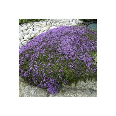 Thymus serpyllum