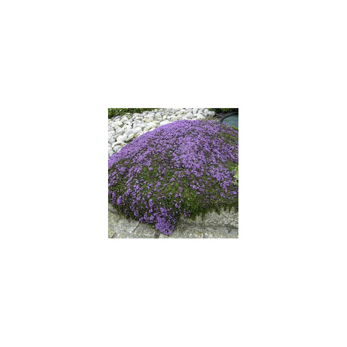 Thymus serpyllum