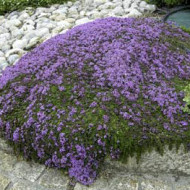 Thymus serpyllum